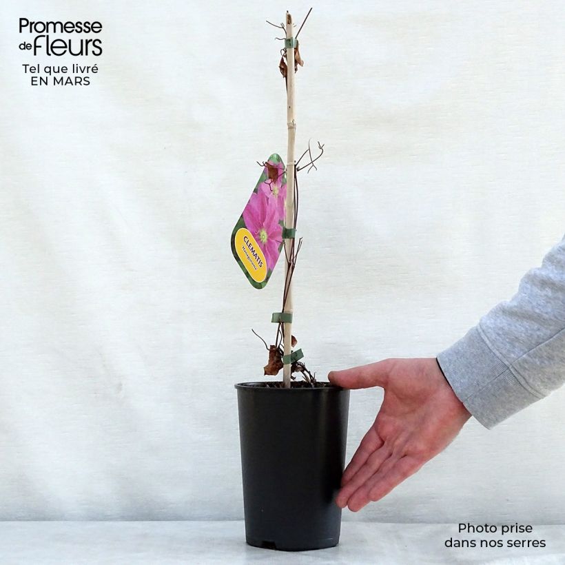 Clematis Hanagurama Maceta 2L/3L Ejemplar entregado en la primavera