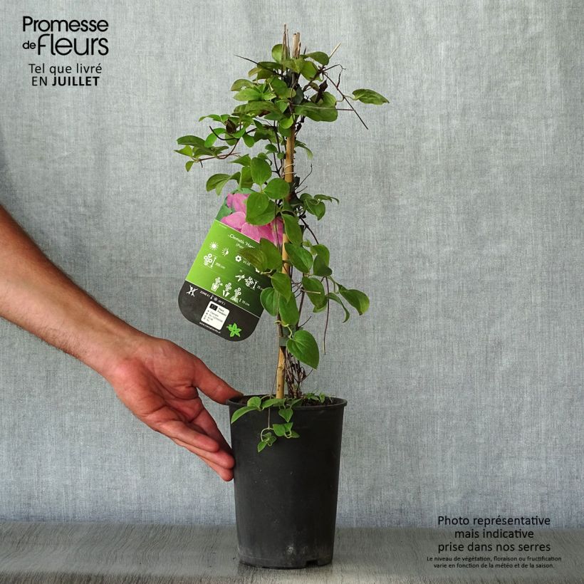 Ejemplar de Clematis Hanagurama Maceta 2L/3L entregado en verano