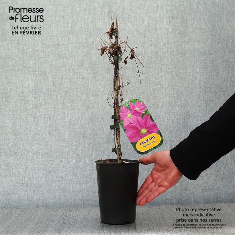 Clematis Hanagurama Maceta 2L/3L Ejemplar entregado en invierno