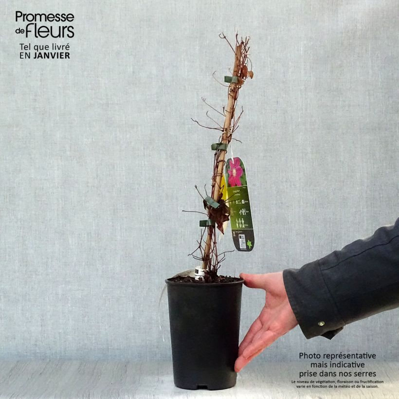 Clematis Hania Maceta 1,5L/2L Ejemplar entregado en invierno