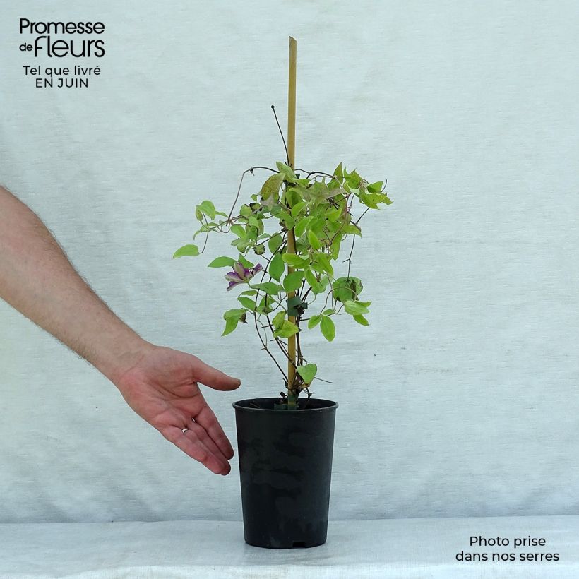 Ejemplar de Clematis Hania Maceta 1,5L/2L entregado en verano