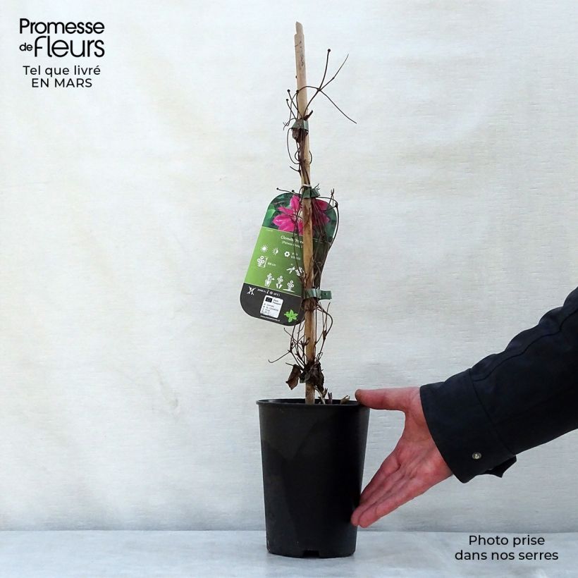 Clematis Hania Maceta 1,5L/2L Ejemplar entregado en la primavera