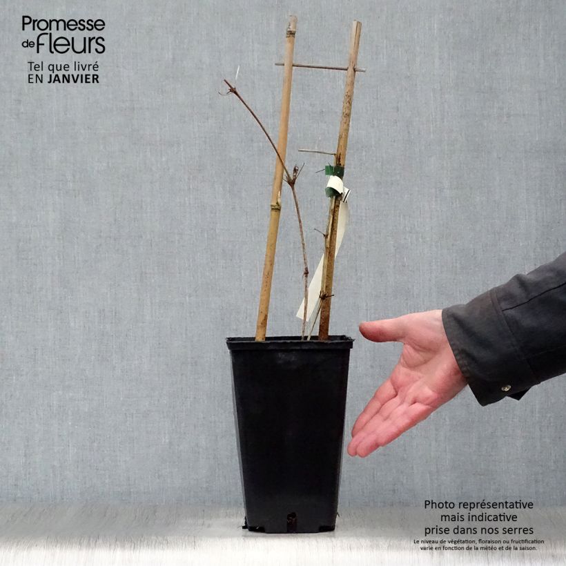 Clematis Hania Maceta 2L/3L Ejemplar entregado en invierno