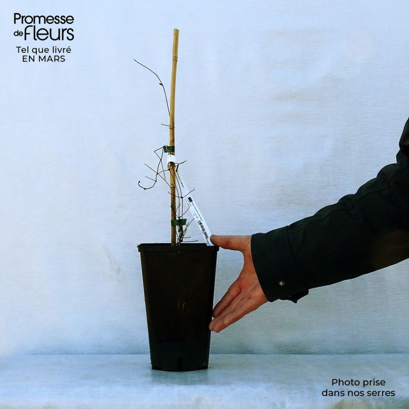 Clematis Hania Maceta 2L/3L Ejemplar entregado en la primavera