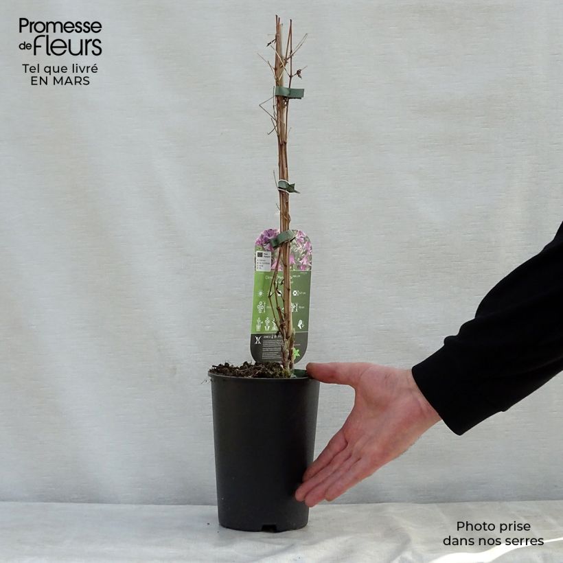 Clematis Hendryetta Maceta 2L/3L Ejemplar entregado en la primavera