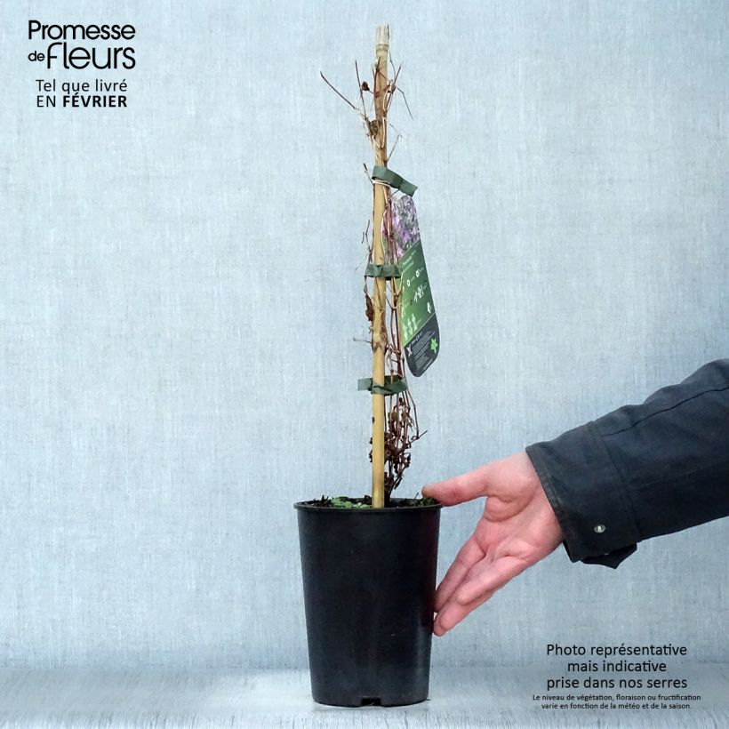 Clematis Hendryetta Maceta 2L/3L Ejemplar entregado en invierno