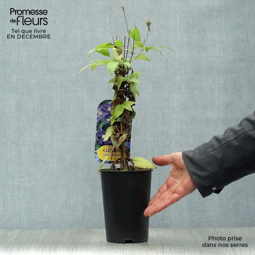 Clematis Hudson River Maceta 2L/3L Ejemplar entregado en invierno