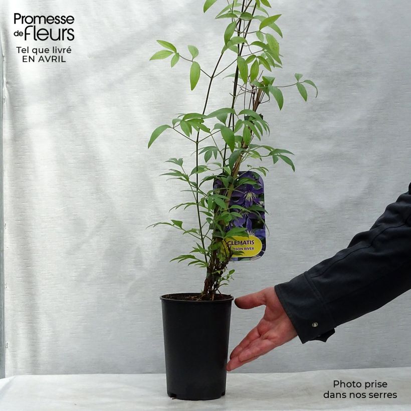 Clematis Hudson River Maceta 2L/3L Ejemplar entregado en la primavera