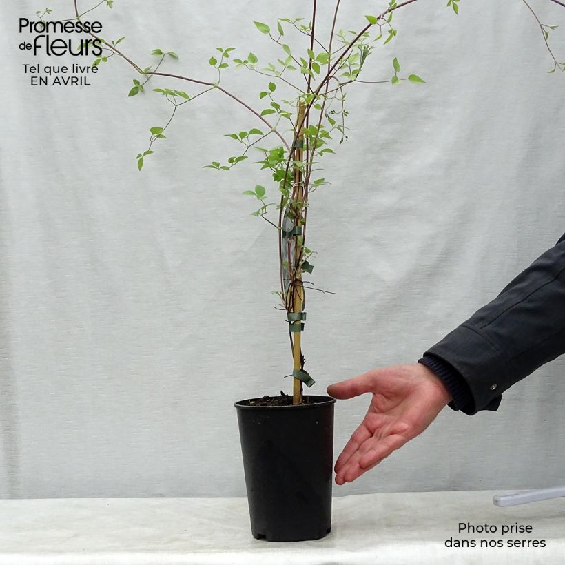 Clematis Huldine Maceta 2L/3L Ejemplar entregado en la primavera