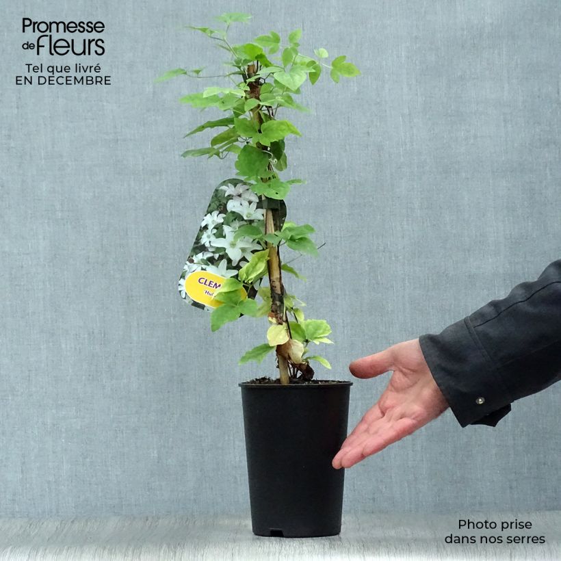 Clematis Huldine Maceta 2L/3L Ejemplar entregado en invierno