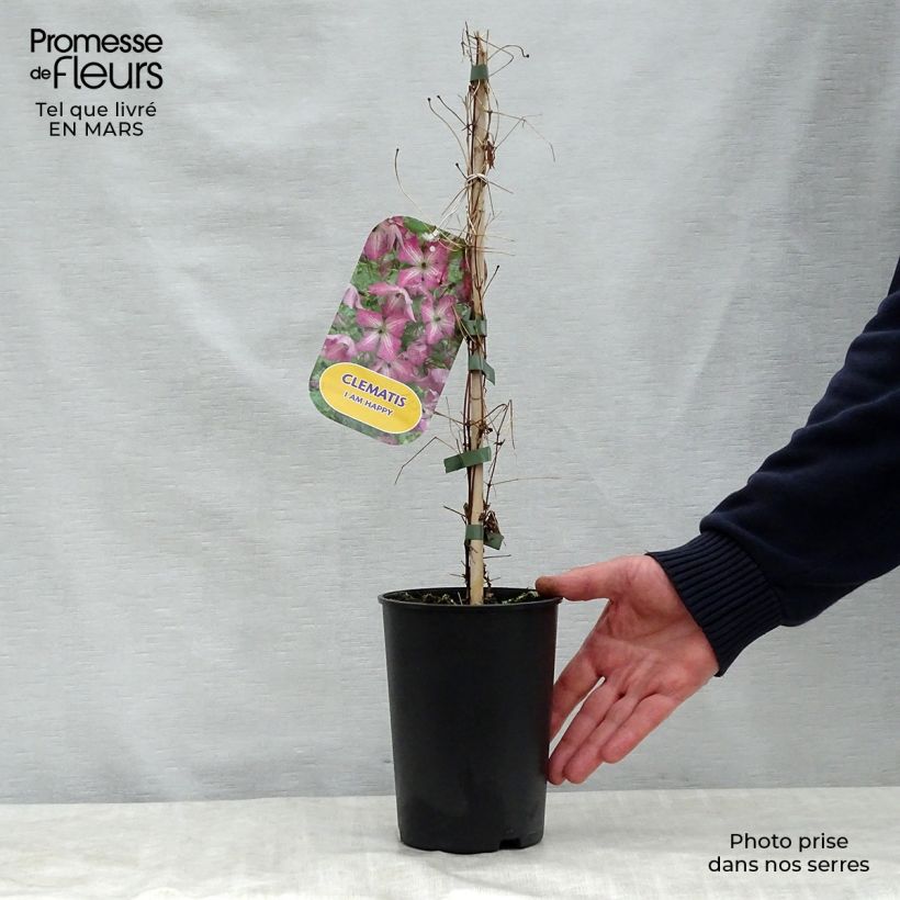 Clematis viticella I am Happy Maceta 2L/3L Ejemplar entregado en la primavera