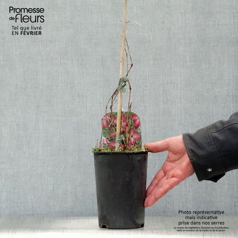 Clematis viticella I am Happy Maceta 2L/3L Ejemplar entregado en invierno