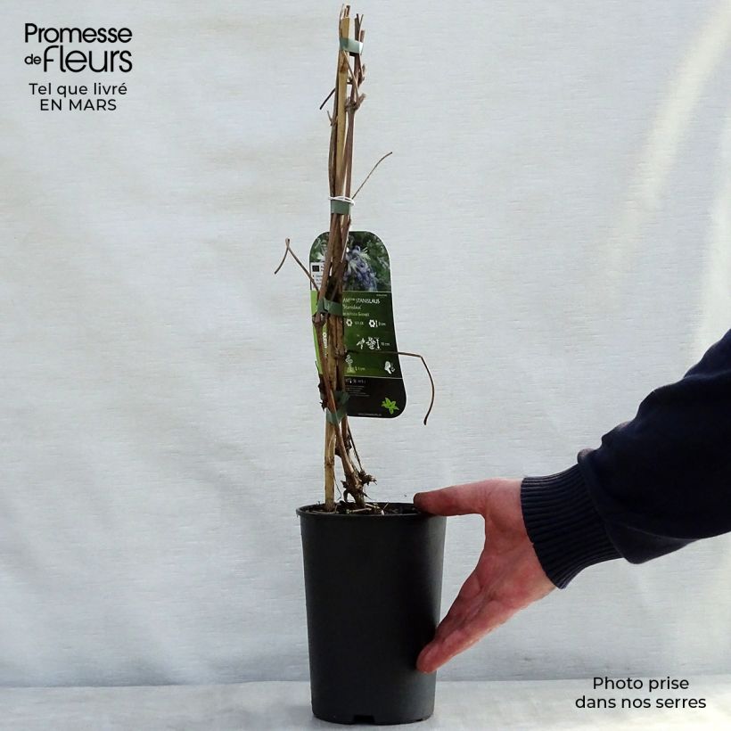 Clematis heracleifolia Stanislaus Maceta 2L/3L Ejemplar entregado en la primavera