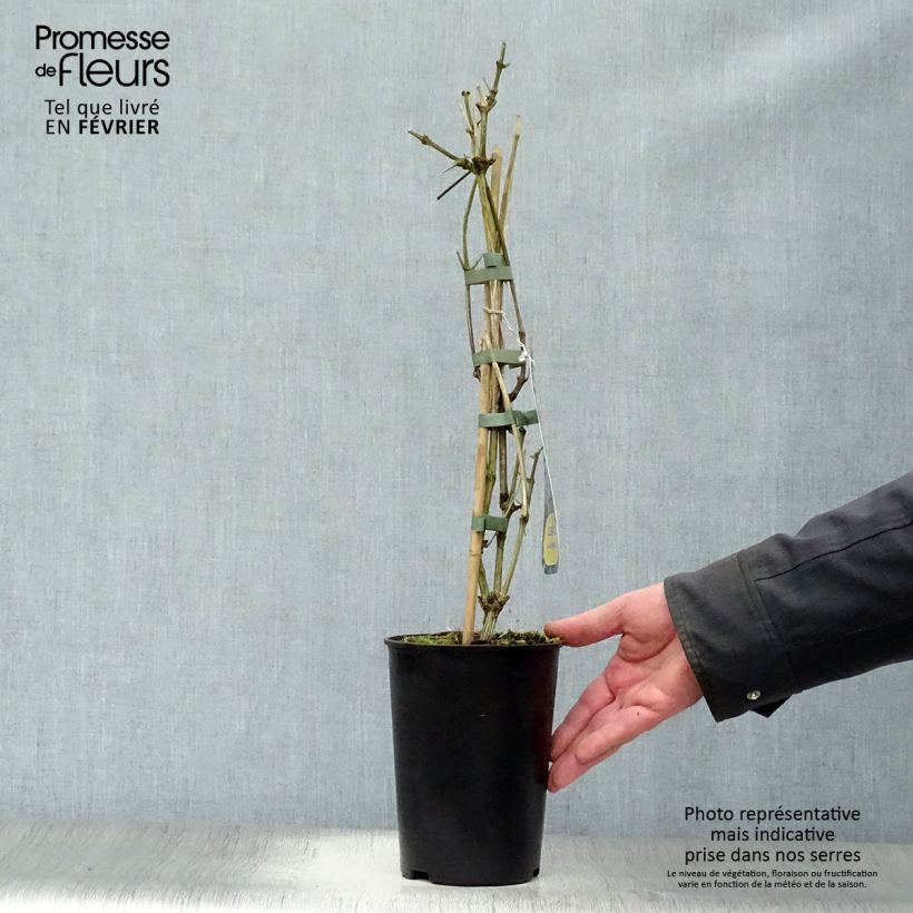 Clematis heracleifolia Stanislaus Maceta 2L/3L Ejemplar entregado en invierno