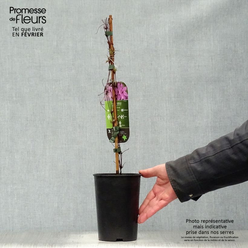 Clematis Isabella Maceta 2L/3L Ejemplar entregado en invierno