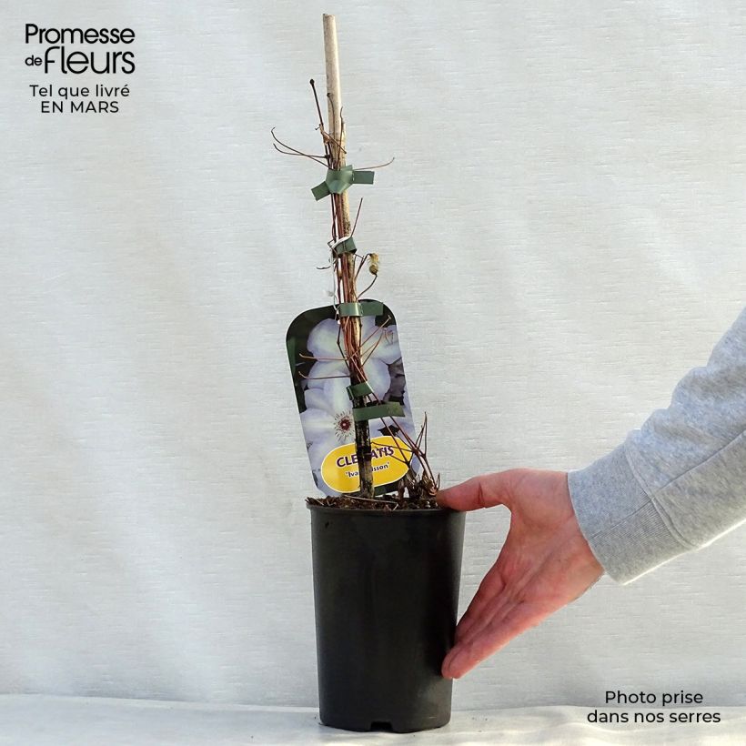 Clematis Ivan Olsson Maceta 2L/3L Ejemplar entregado en la primavera