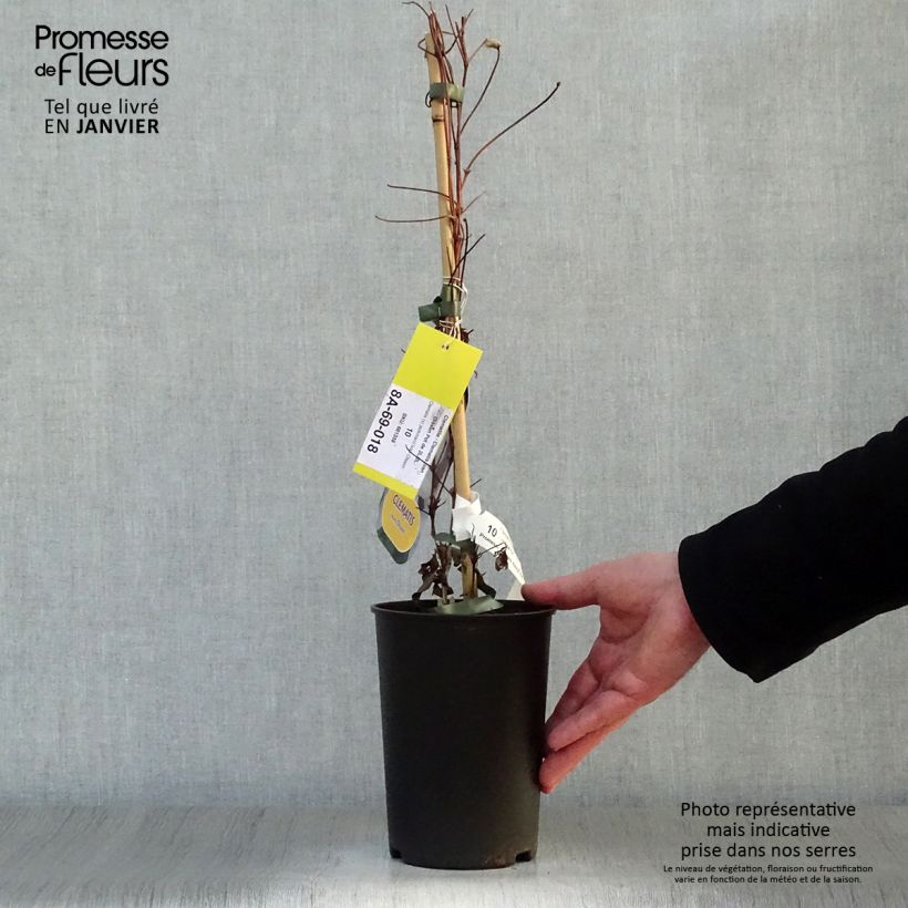 Clematis Ivan Olsson Maceta 2L/3L Ejemplar entregado en invierno