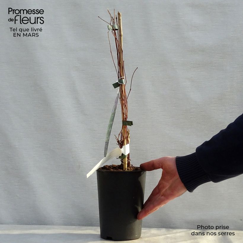 Clematis Jan Fopma Maceta 2L/3L Ejemplar entregado en la primavera