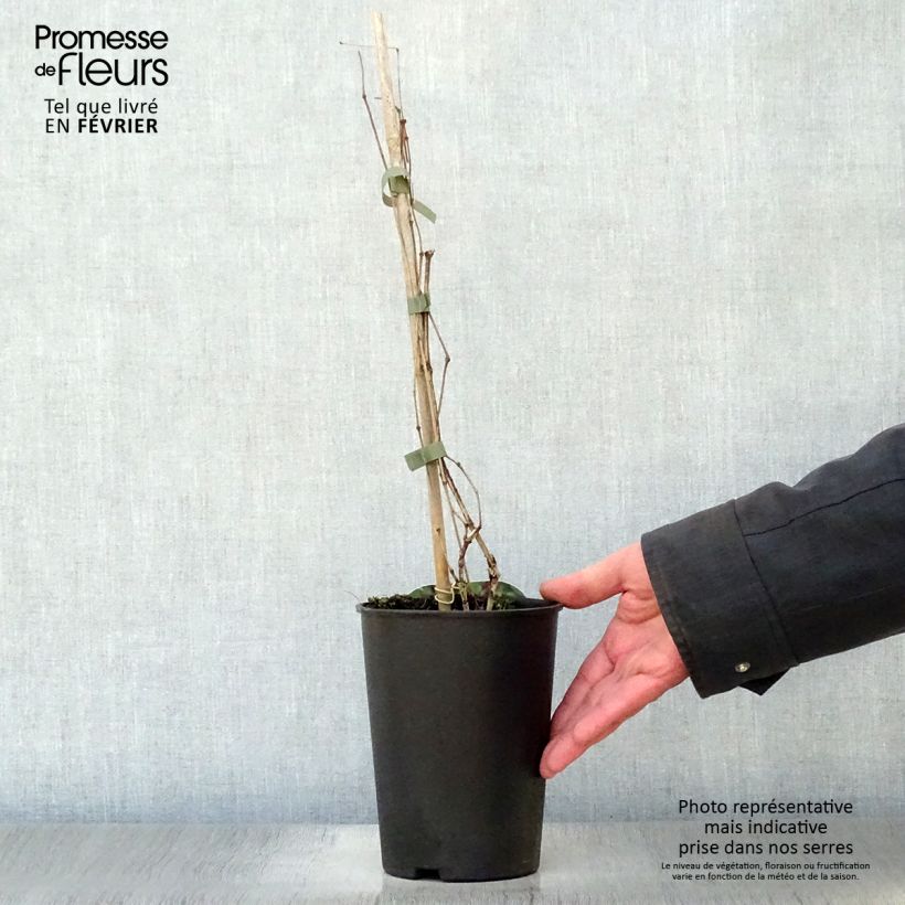 Clematis Jan Fopma Maceta 2L/3L Ejemplar entregado en invierno