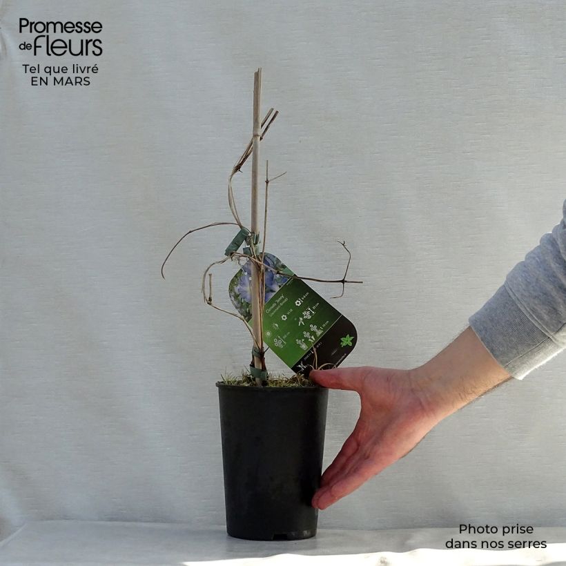 Clematis jackmanii Jenny Maceta 2L/3L Ejemplar entregado en la primavera