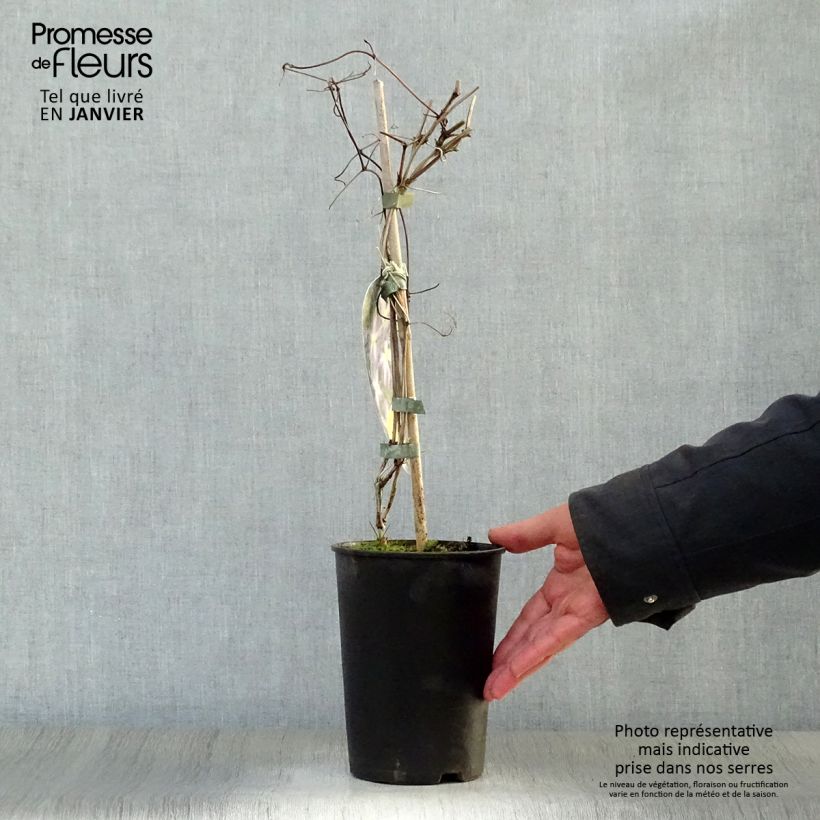 Clematis jackmanii Jenny Maceta 2L/3L Ejemplar entregado en invierno