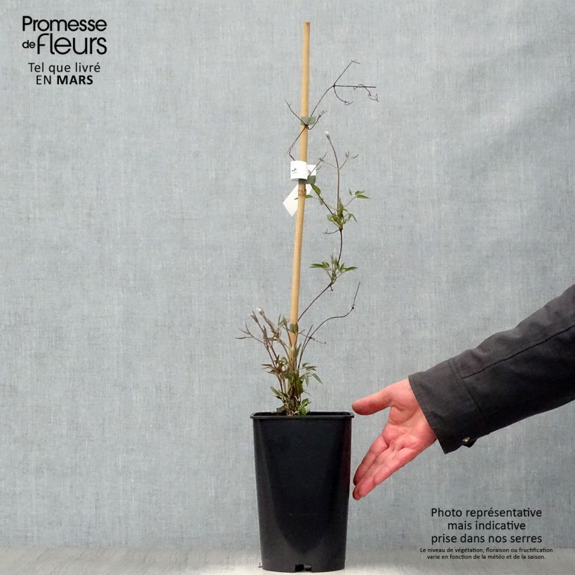 Clematis Joséphine Maceta 2L/3L Ejemplar entregado en la primavera