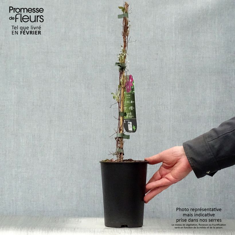 Clematis Julka Maceta 1,5L/2L Ejemplar entregado en invierno