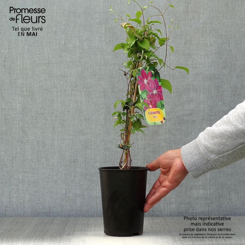 Clematis Julka Maceta 1,5L/2L Ejemplar entregado en la primavera