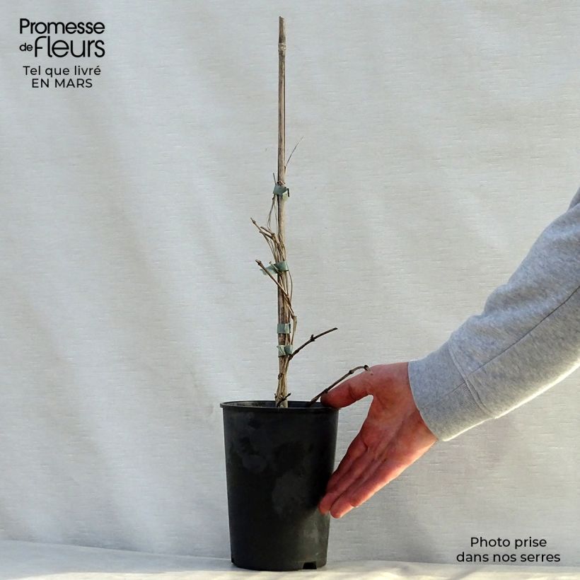 Clematis Juuli Maceta 2L/3L Ejemplar entregado en la primavera