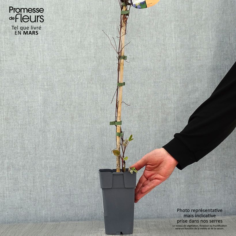 Clematis Juuli Maceta 2L/3L Ejemplar entregado en invierno