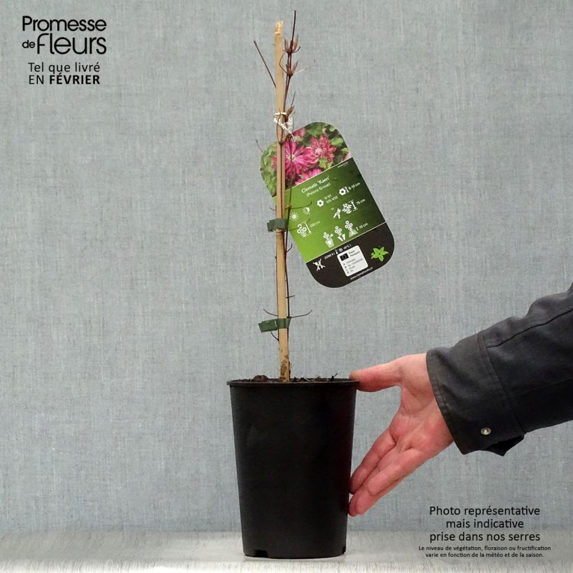 Clematis Kaen Maceta 2L/3L Ejemplar entregado en invierno