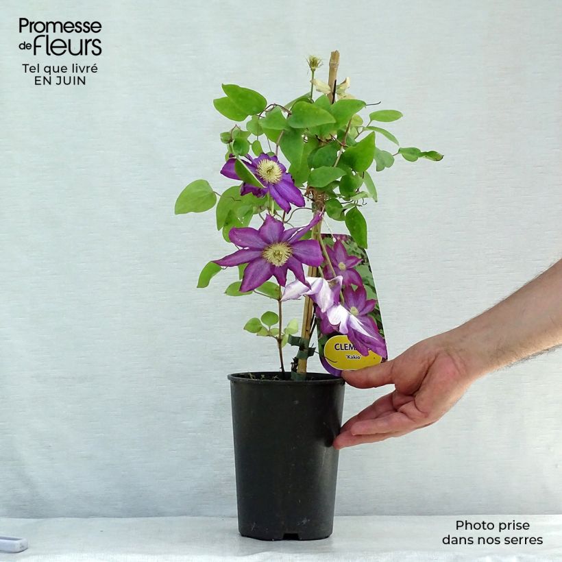 Ejemplar de Clematis Kakio Maceta 2L/3L entregado en verano