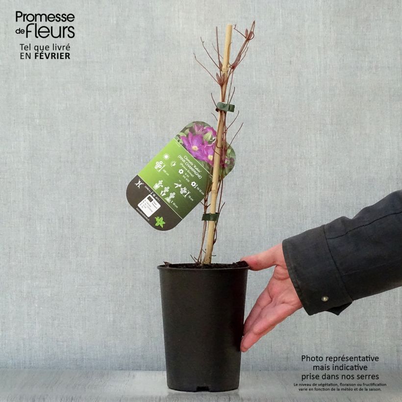 Clematis Kakio Maceta 2L/3L Ejemplar entregado en invierno