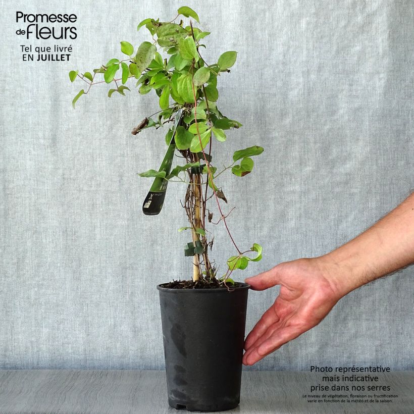 Ejemplar de Clematis Kiri Te Kanawa Maceta 2L/3L entregado en verano