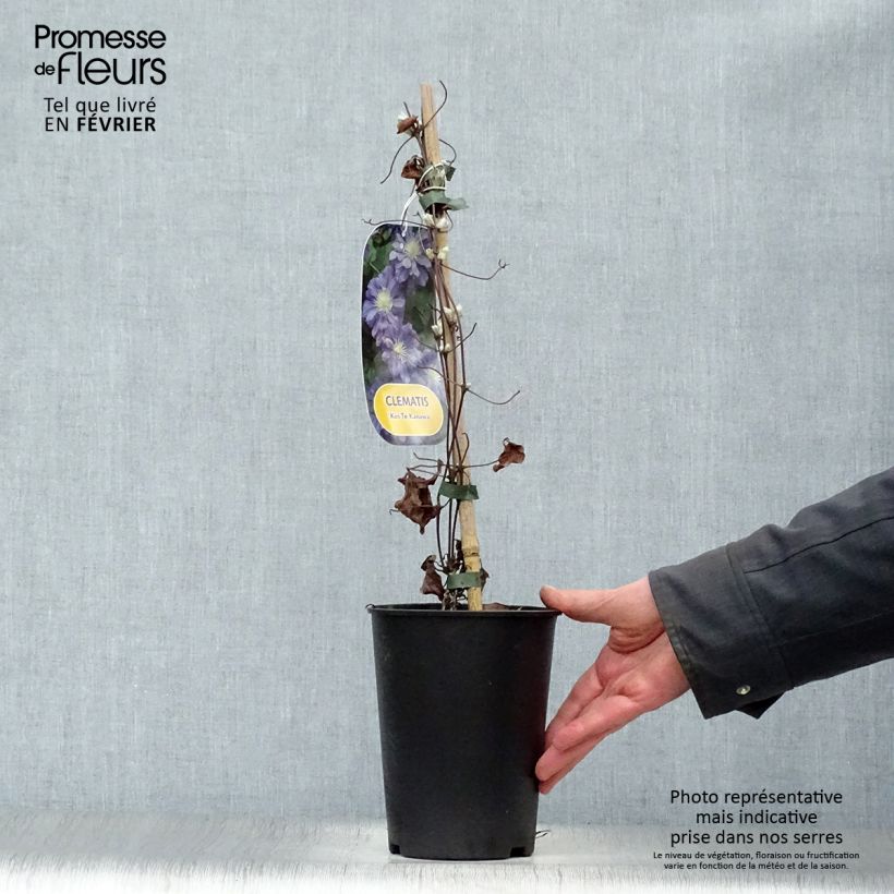 Clematis Kiri Te Kanawa Maceta 2L/3L Ejemplar entregado en invierno