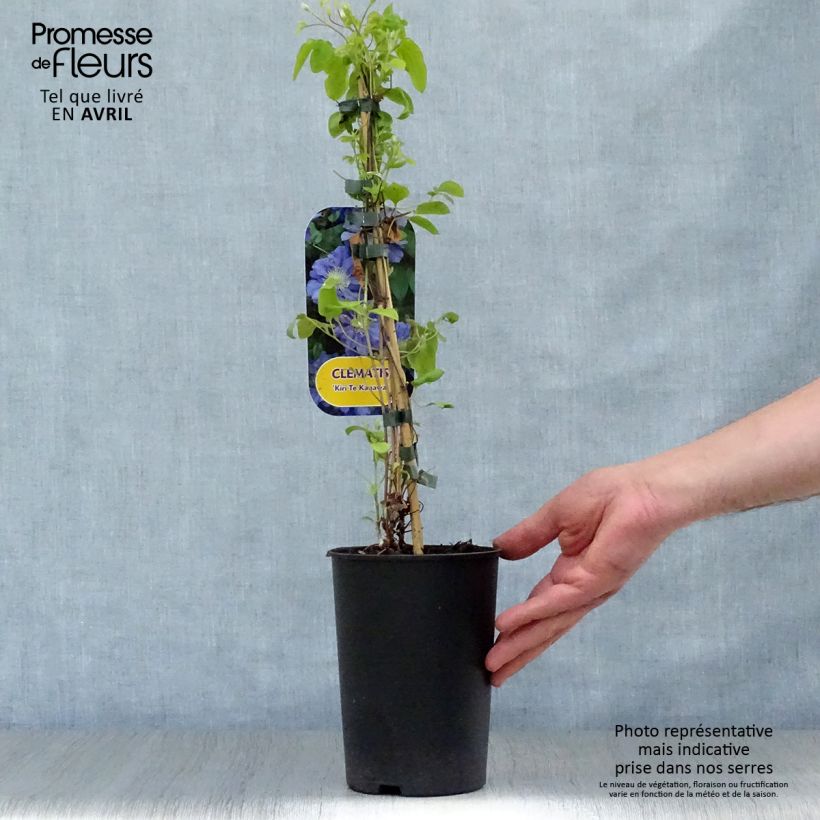 Clematis Kiri Te Kanawa Maceta 2L/3L Ejemplar entregado en la primavera