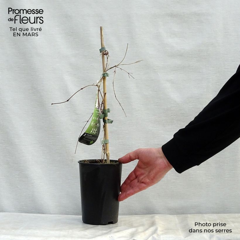 Clematis Kokonoe Maceta 2L/3L Ejemplar entregado en la primavera