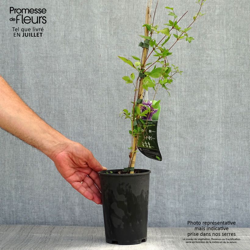 Ejemplar de Clematis Kokonoe Maceta 2L/3L entregado en verano