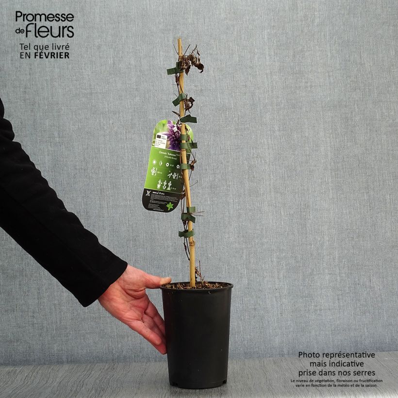 Clematis Kokonoe Maceta 2L/3L Ejemplar entregado en invierno