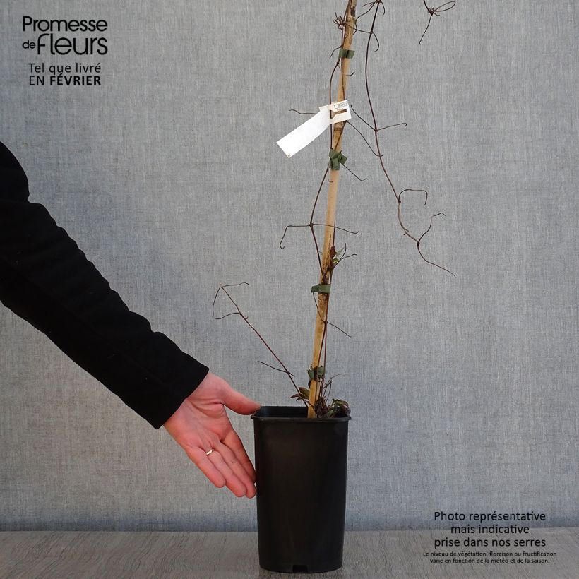 Clematis Lasurstern Maceta 1,5L/2L Ejemplar entregado en invierno