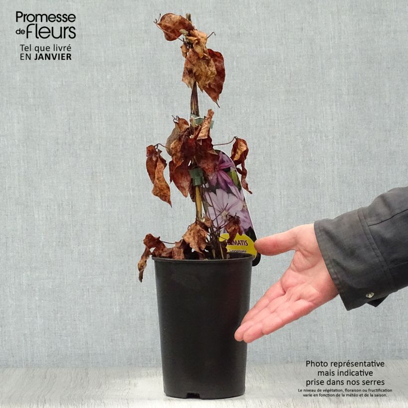 Clematis Lawsoniana Maceta 1,5L/2L Ejemplar entregado en invierno