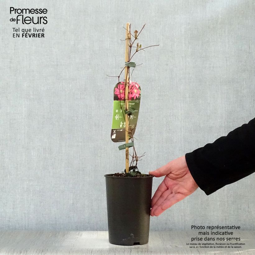 Clematis Little Mermaid Maceta 2L/3L Ejemplar entregado en invierno