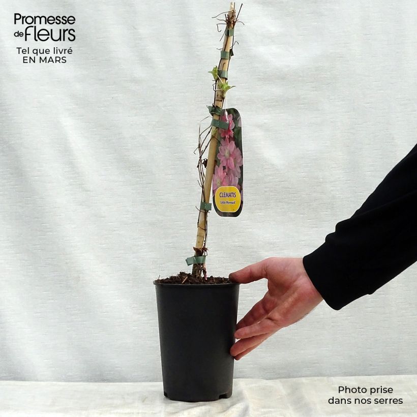 Clematis Little Mermaid Maceta 2L/3L Ejemplar entregado en la primavera