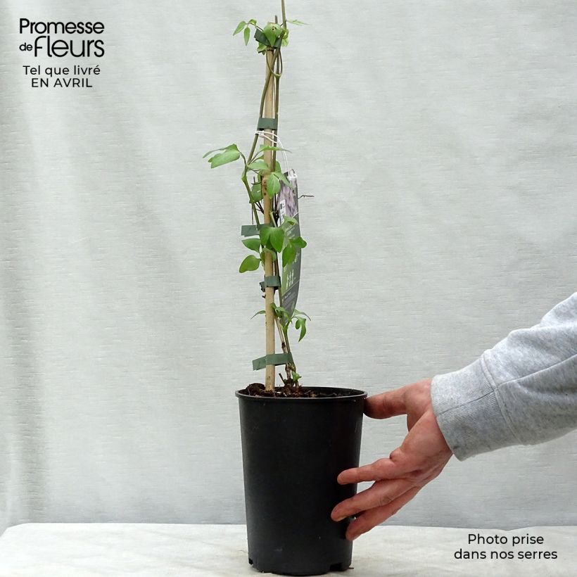 Clematis jackmanii Lucky Charm Maceta 2L/3L Ejemplar entregado en la primavera