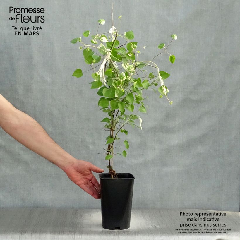 Clematis Maria Skłodowska Curie Maceta 2L/3L Ejemplar entregado en la primavera