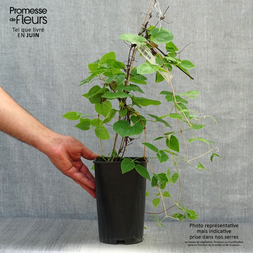Ejemplar de Clematis Maria Skłodowska Curie Maceta 2L/3L entregado en verano