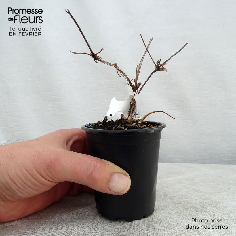 Clematis Miss Bateman Maceta de 8/9 cm Ejemplar entregado en invierno