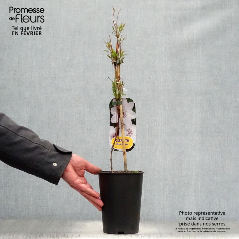 Clematis Miss Bateman Maceta 2L/3L Ejemplar entregado en invierno