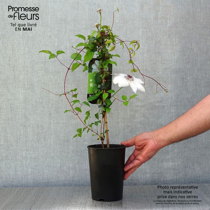 Clematis Miss Bateman Maceta 2L/3L Ejemplar entregado en la primavera