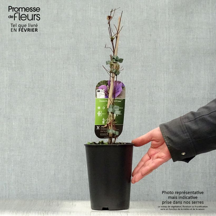 Clematis Mon Amour Maceta 2L/3L Ejemplar entregado en invierno